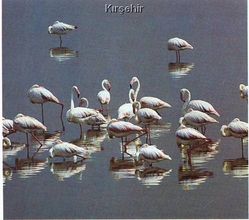 Seyfe Gölü Kuş Cenneti